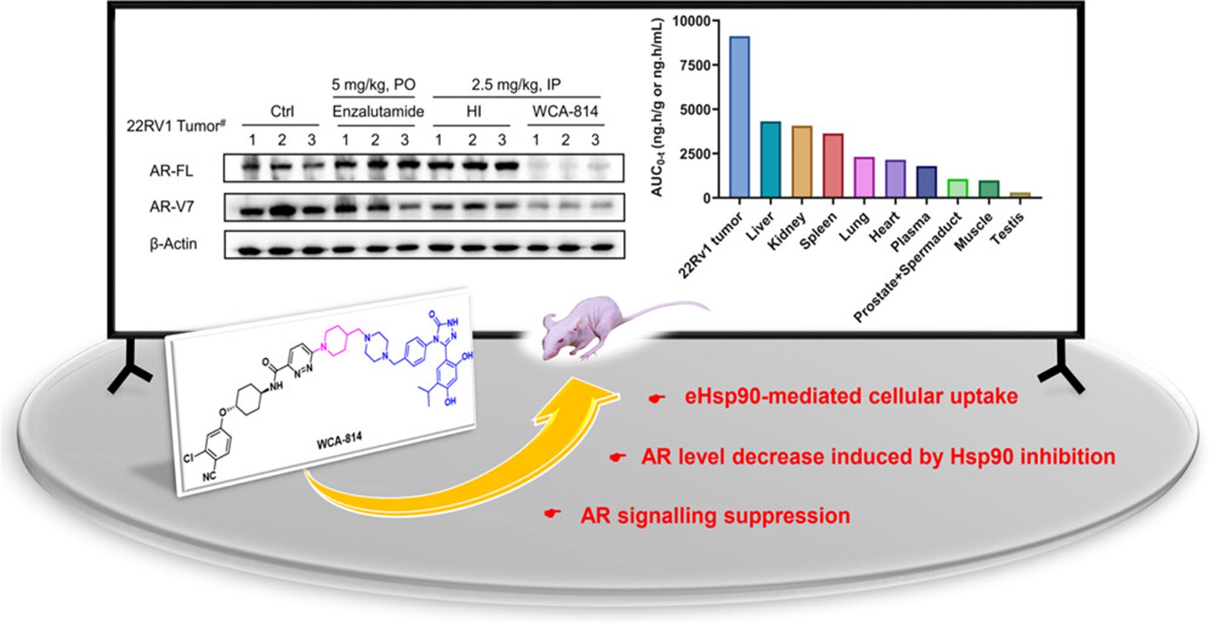 图1 AR拮抗剂-Hsp90抑制剂偶联分子WCA-814的结构与活性研究.jpg